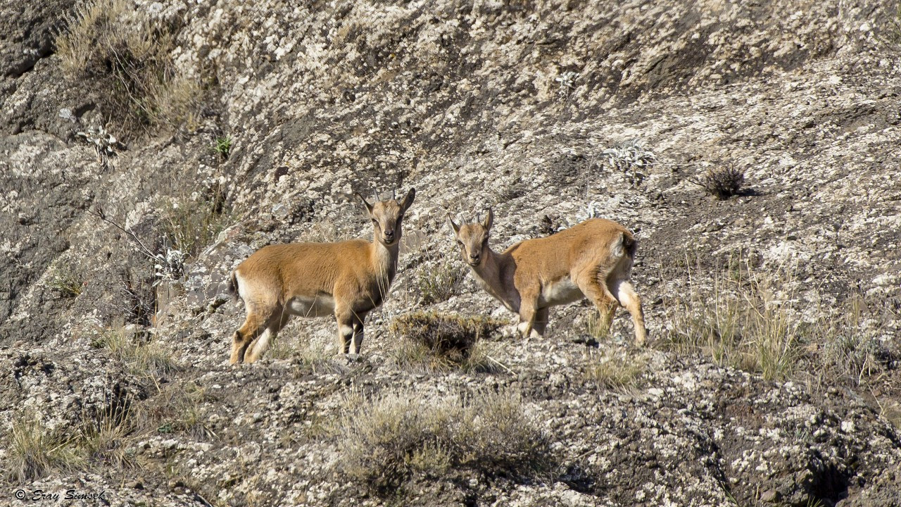 Erzincan'da yaban keçisi avlayan 3 kişiye 975 bin 563 lira ceza