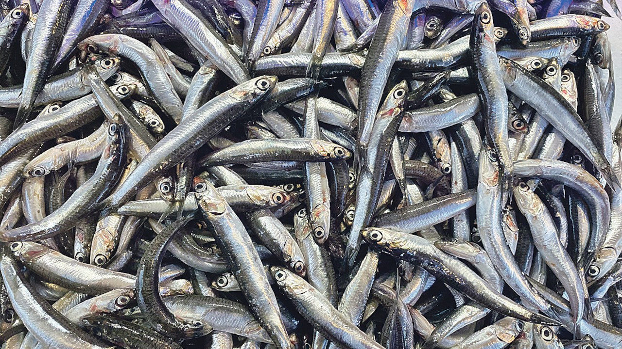 İstanbul’da balıkçıların yüzünü hamsi güldürdü: Kasımda 4 bin 793 ton satıldı