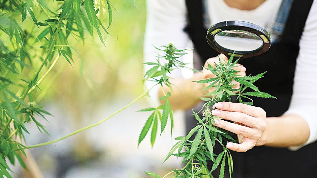 Kenevir üretiminde yeni dönem: Kota ve denetim esaslı model devreye girdi