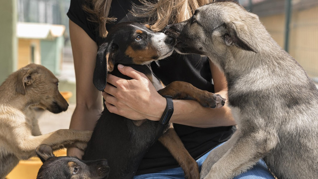 Köpeğiyle tatile gelen vergi