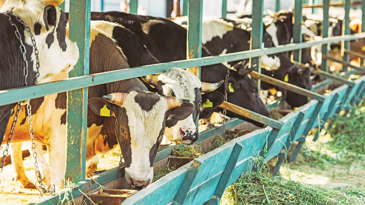 Hayvancılık sektöründe faaliyet gösteren üç birlikten ortak açıklama