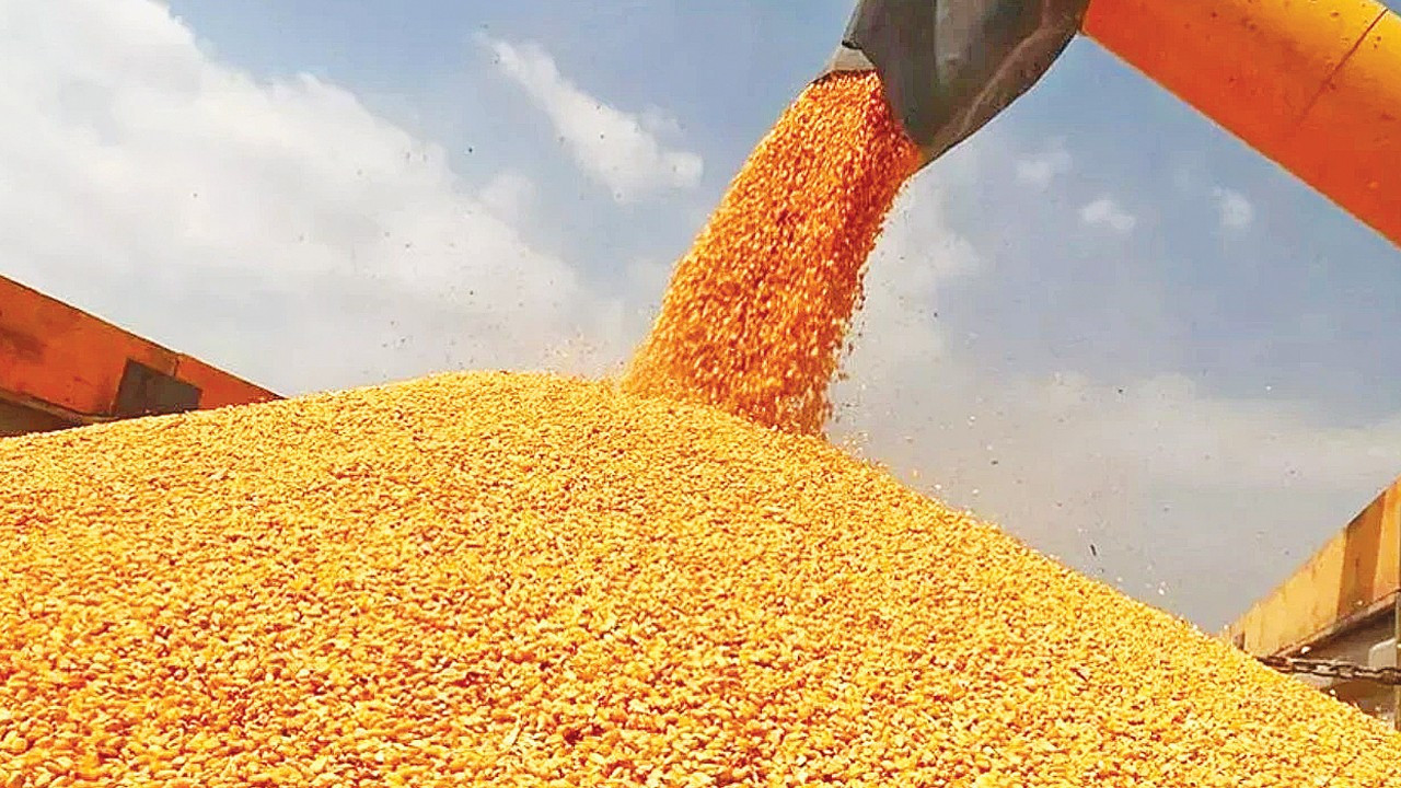 Mısır ithalatında 3 milyon tonluk tarife kontenjanı açıldı