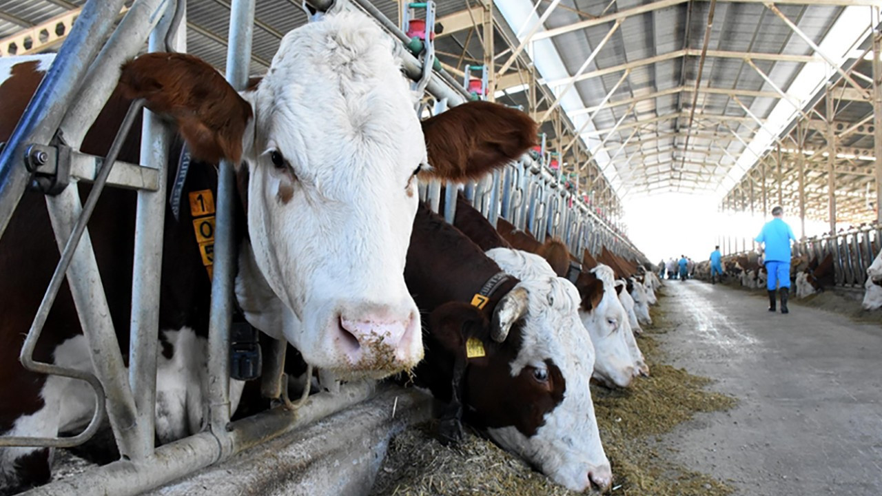 Hayvancılıkla ilgili destekleme miktarlarında artışa gidildi
