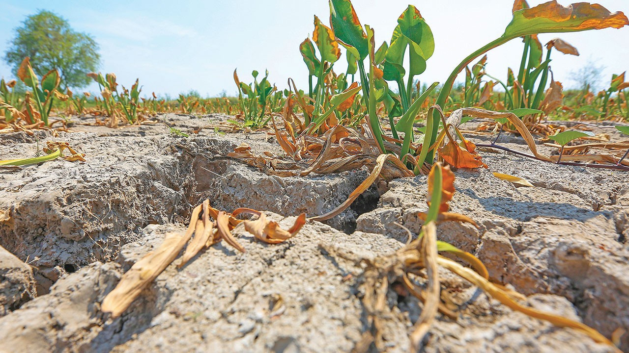 WWF-Türkiye, 2026'da Türkiye'nin iklim hedeflerine bilimsel katkı sunacak