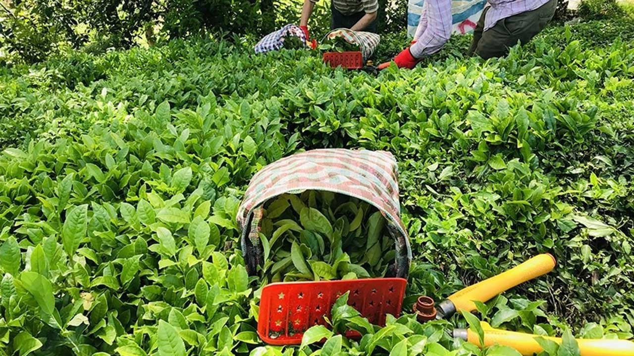 ÇAYKUR ilk sürgünde 259 bin ton yaş çay aldı