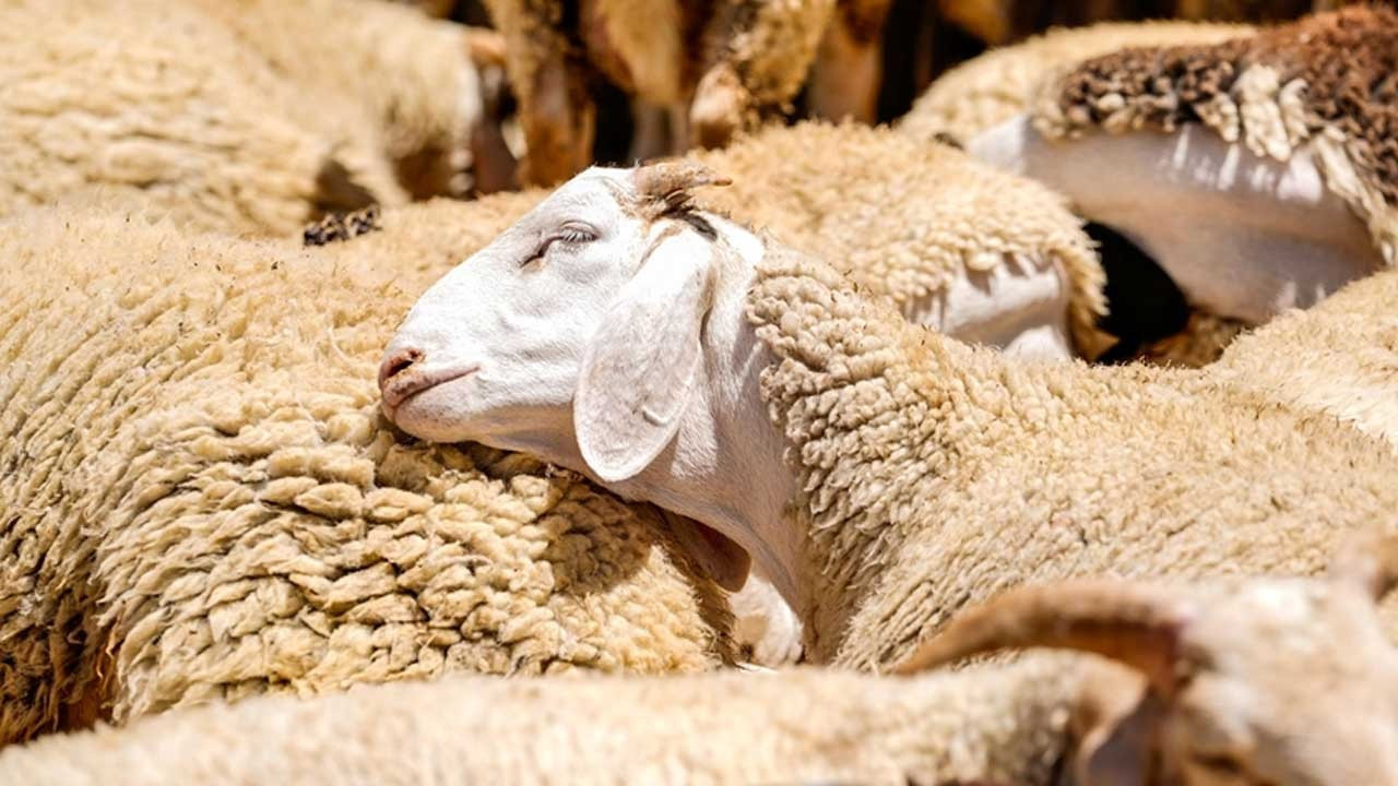 Çatalca'da küçükbaş hayvan kesim ücretine yüzde 200 zam