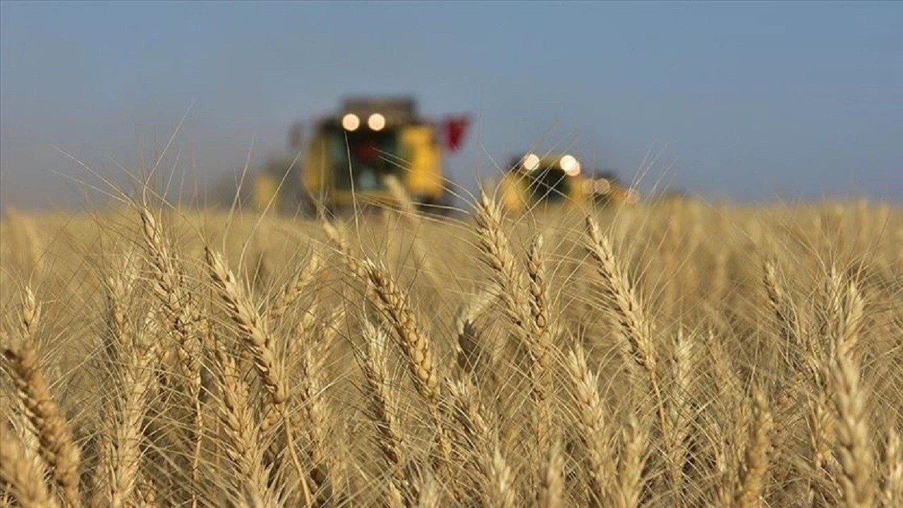 FAO'dan küresel buğday üretimi uyarısı