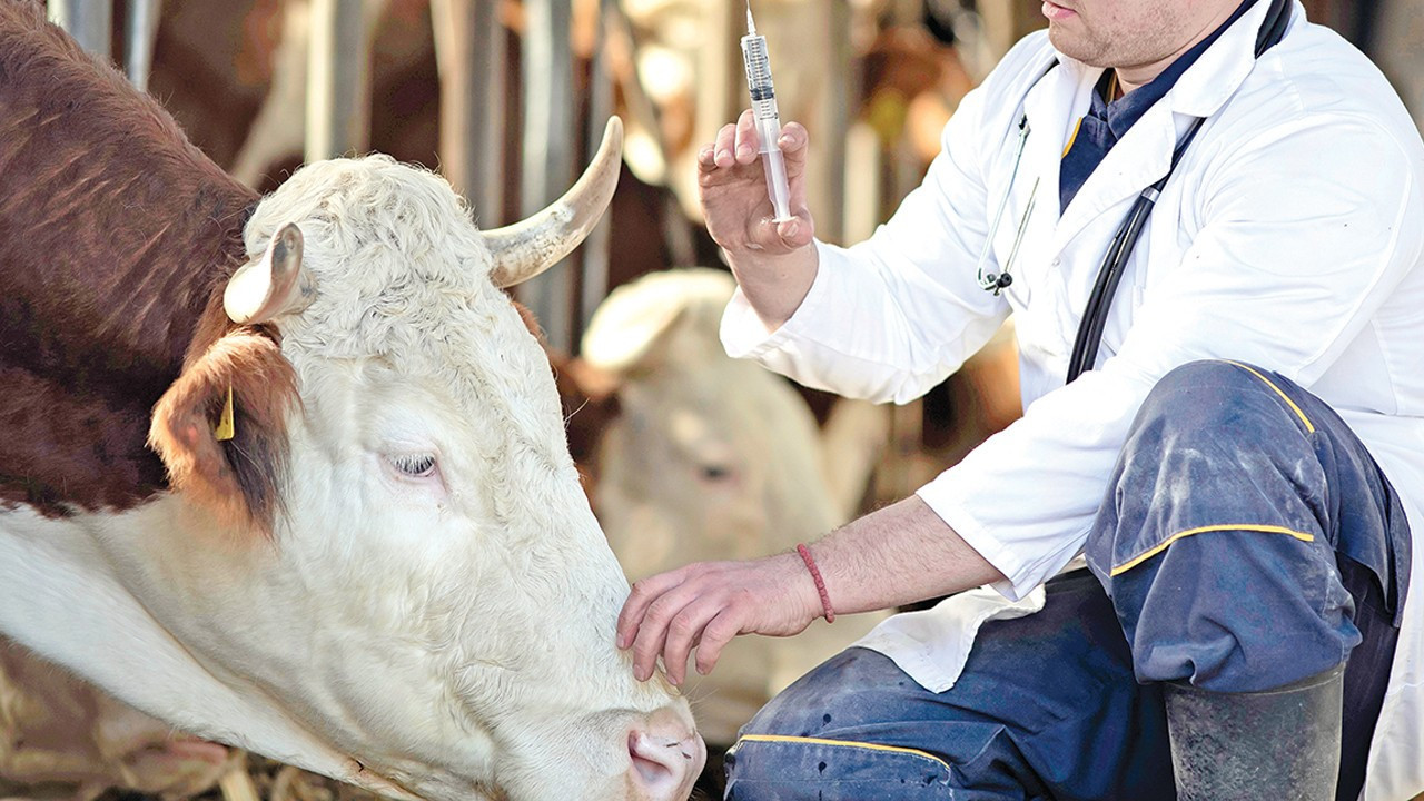 Tarım Bakanlığı: Şap salgını kontrol altına alındı