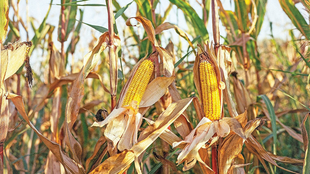 GDO'lu mısır davası Nisan 2026'ya ertelendi