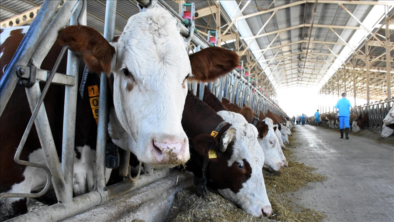 TÜSEDAD Başkanı Doğru: Şap hastalığı ette yüzde 30’a varan kayıp yarattı, fiyatlar yükselecek