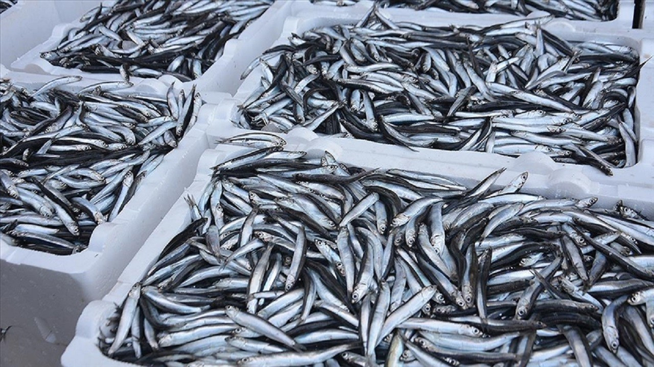 Hamsi ihracatı ekonomiye 10 milyon dolara yakın katkı sağladı