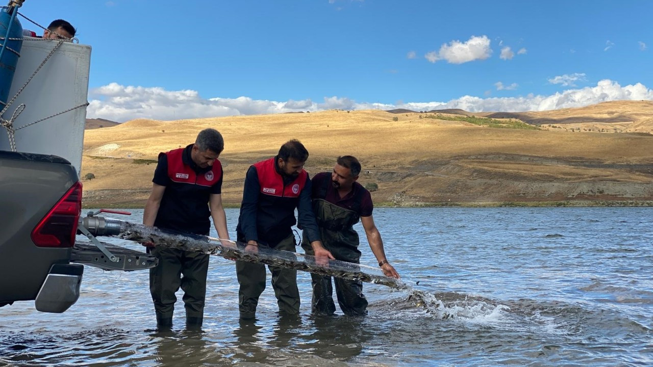 Muş’ta baraj ve göletlere 1 milyon sazan yavrusu bırakıldı