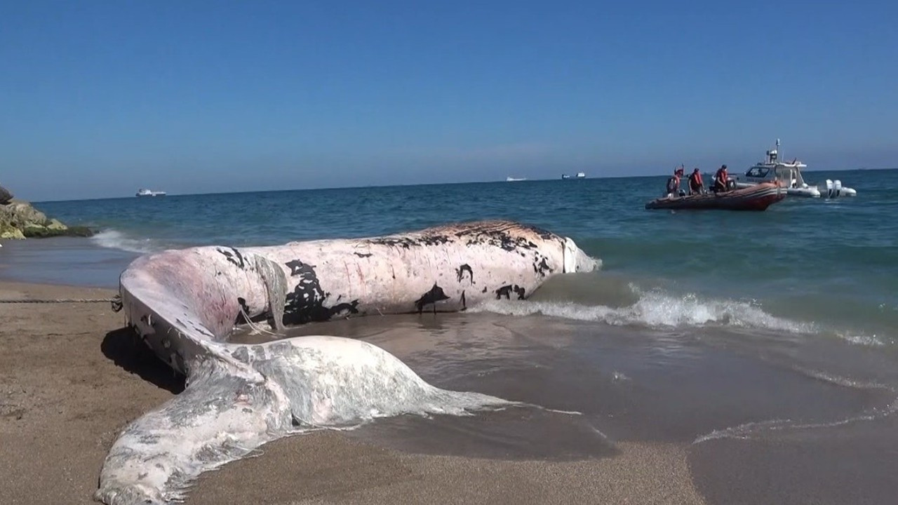 Türkiye’de bir ilk: 4 yıl önce gömülen 16 metrelik fin balinası öğrenciler tarafından bilimsel kazıyla çıkarılacak