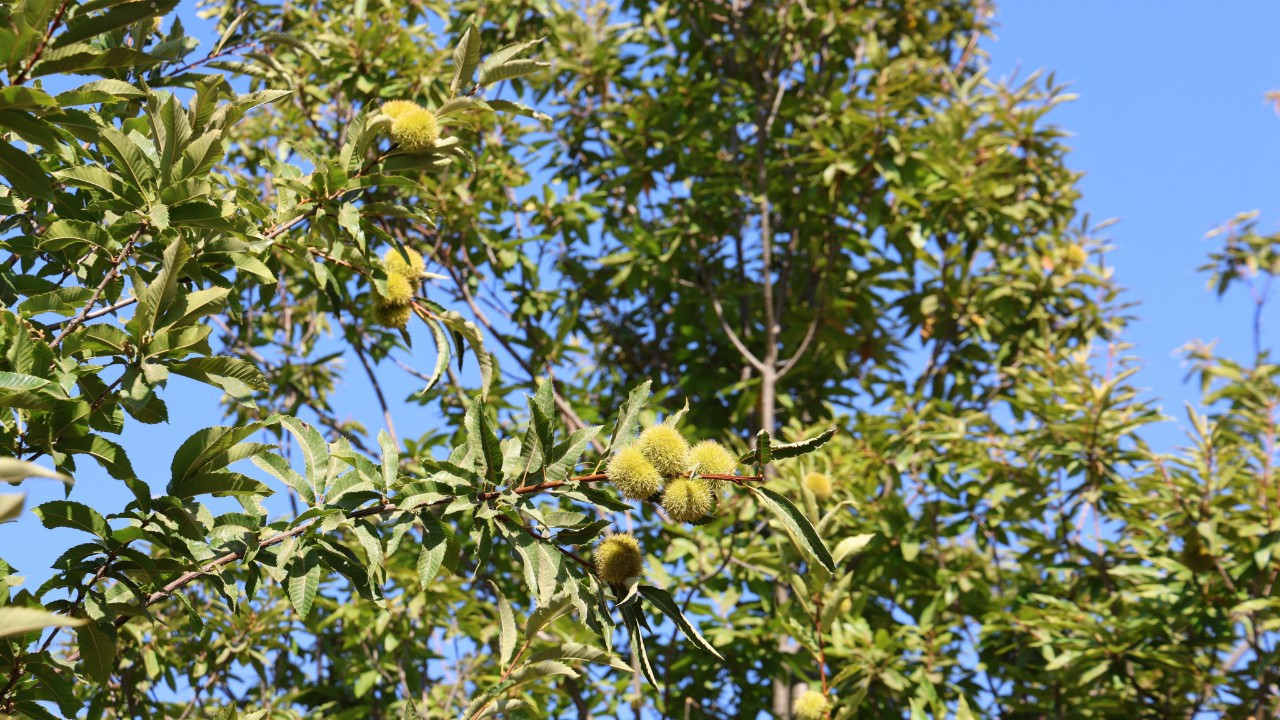 Aydın'da kestane hasat sezonu için hazırlıklar başladı