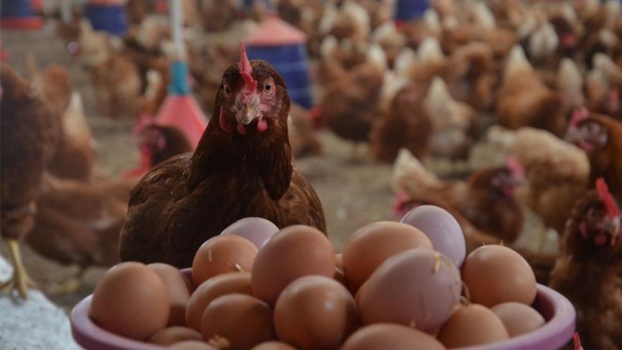 Üreticilerden risk uyarısı: Kuş gribi kabusu geri döndü! Afyon'da 2,5 milyon hayvan itlaf edildi