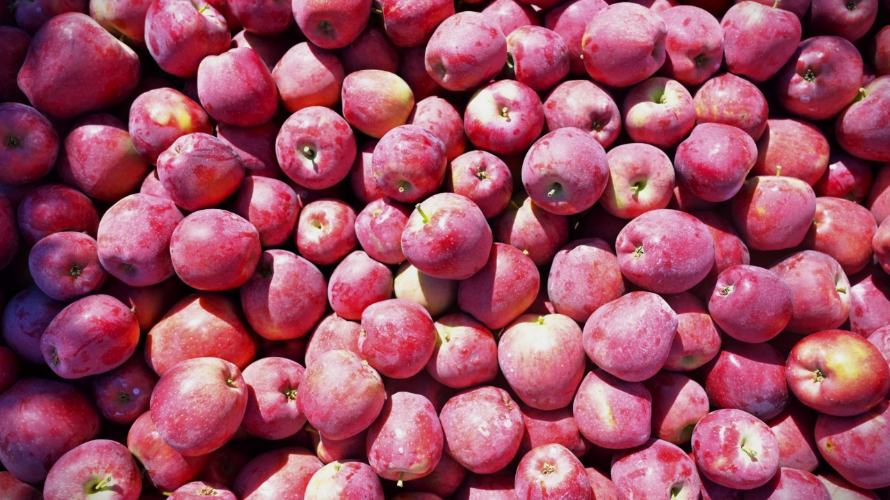 Ege’nin elma deposu Denizli’de hasat başladı