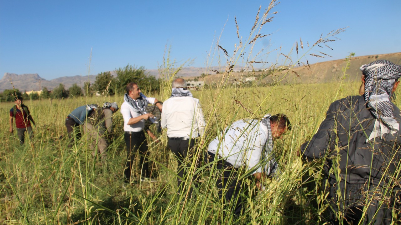 Şırnak’ta 5 bin dekar alanda susam hasadı başladı: 300 ton rekolte bekleniyor