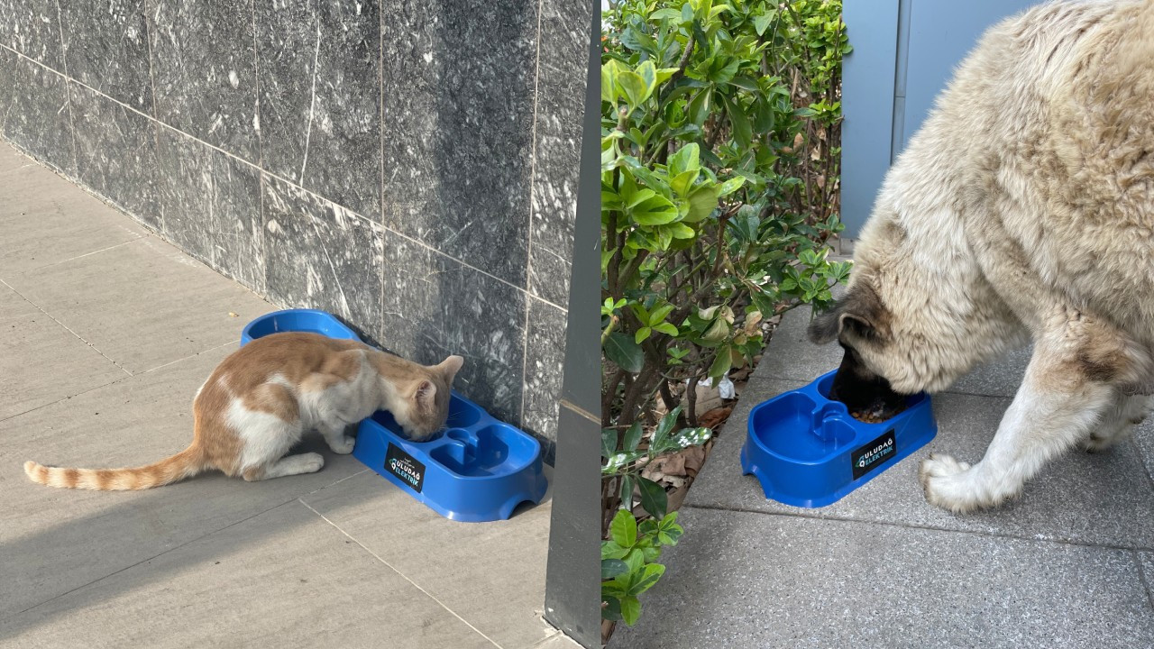 Uludağ Elektrik’ten sokak hayvanlarına can suyu