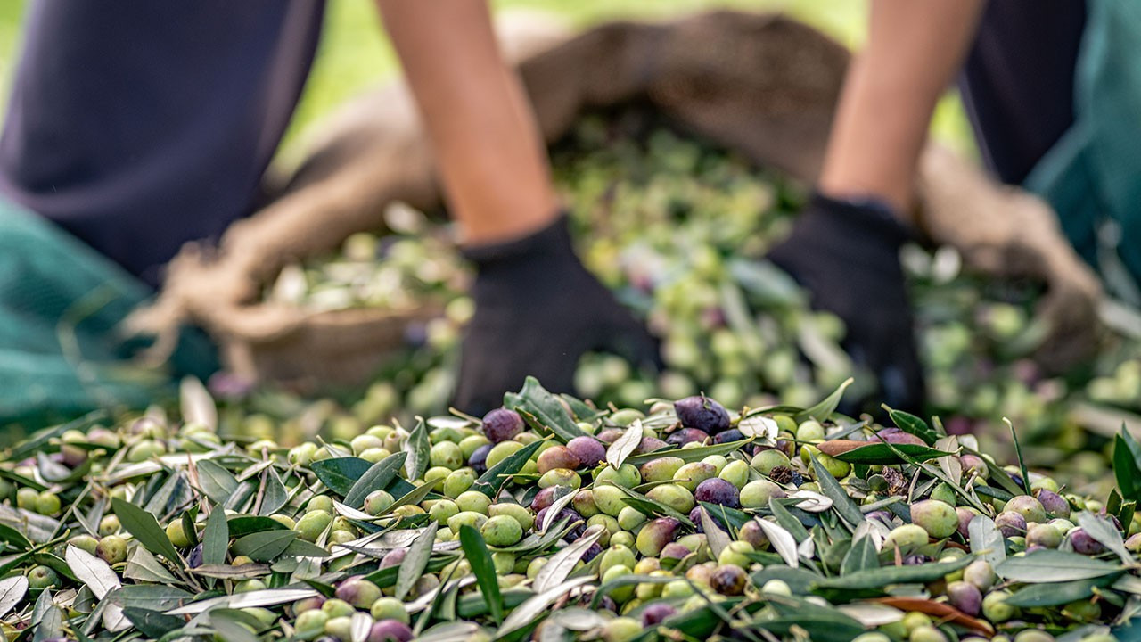 Türkiye, sofralık zeytin ihracatında tarihî rekora ulaştı