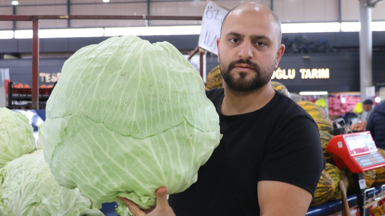 Lahanayı 'hastalık' vurdu.
