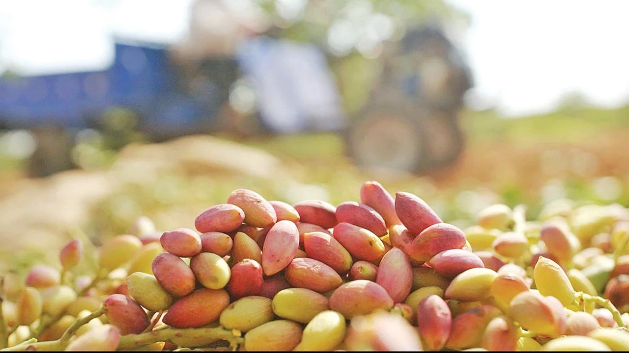 Türkiye’nin 9 aylık fıstık ihracatı 152 milyon doları aştı