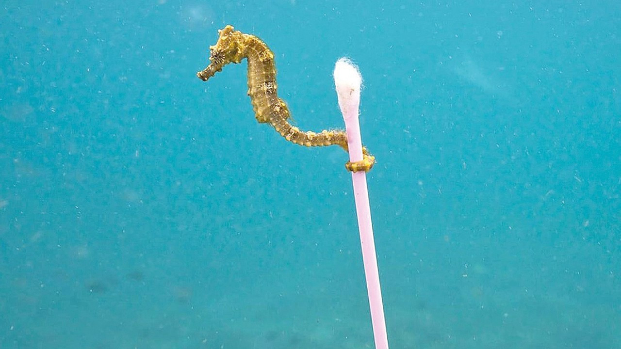 Mersin’de mikroplastik alarmı: Kirliliğin yüzde 90’ı karadan geliyor