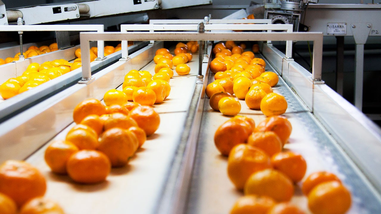 Satsuma mandalinanın ihracat yolculuğu başlıyor: Hedef 125 milyon dolar