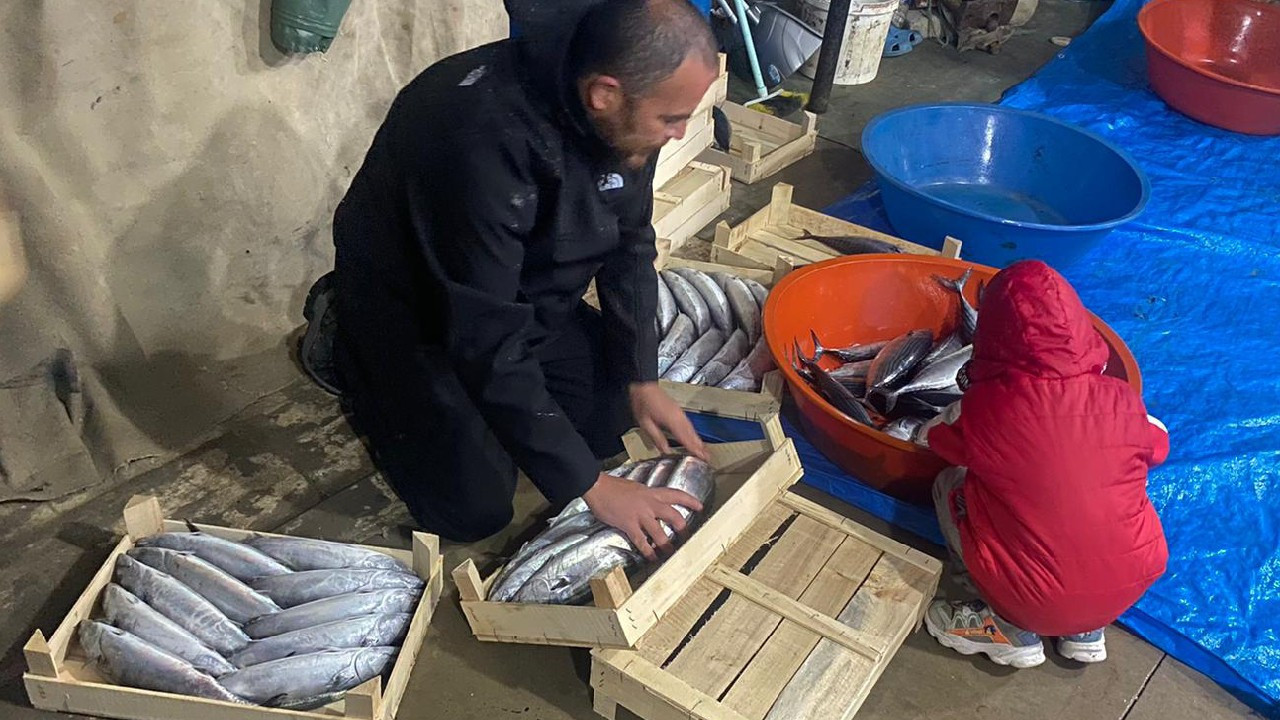 Bir gecede 3 bin 200 palamut avladılar