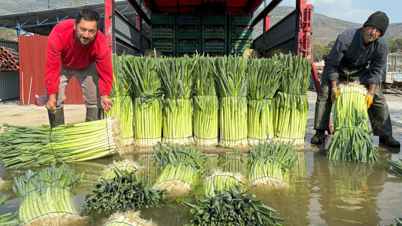 Kışlık sebze ve meyvede hasat başladı! Fiyatlar cep yakacak