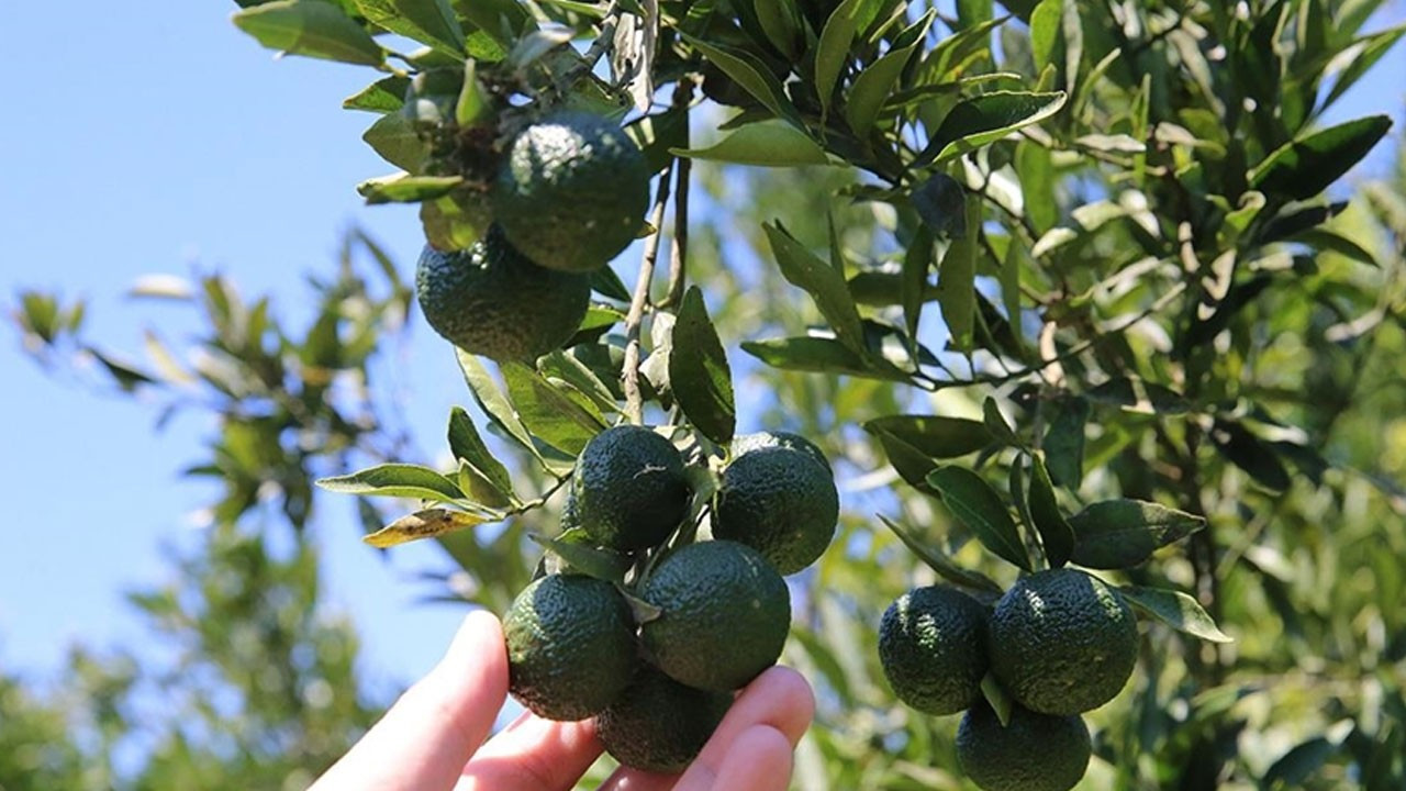 Bodrum mandalinasında sezon erken başladı: Rekolte beklentisi yüksek