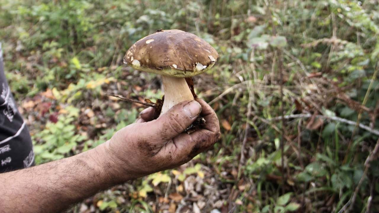 Sinop'ta "fesleğen mantarı" yöre halkına gelir kapısı oluyor