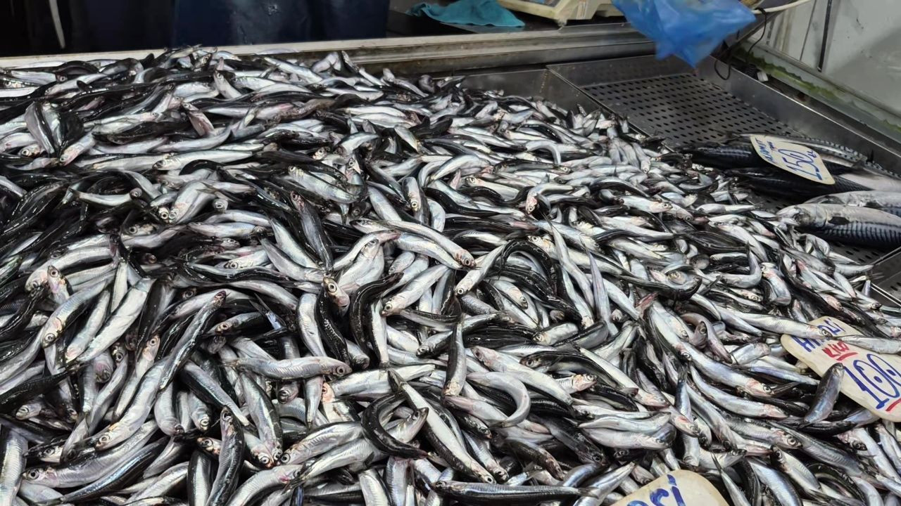 Hamsi bolluğu tüketiciyi güldürdü, balıkçıyı üzdü: Para etmedi