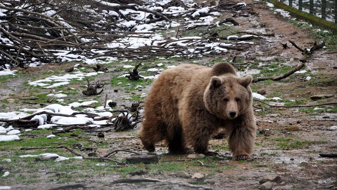 Japonya’dan 13 ölüm sonrası yeni önlem: Ayılara karşı silahlı müdahale izni