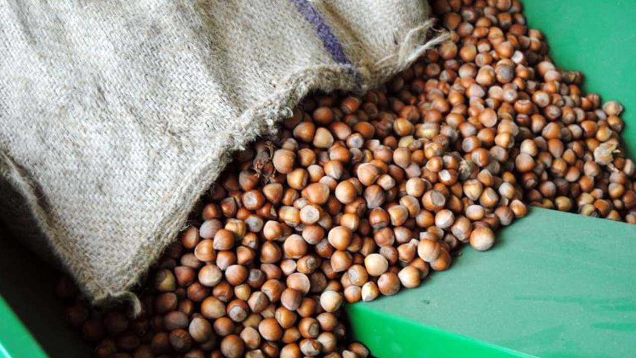 Rekabet Kurulu'ndan yeni karar: Ferrero’nun fındık alım taahhütleri değişti