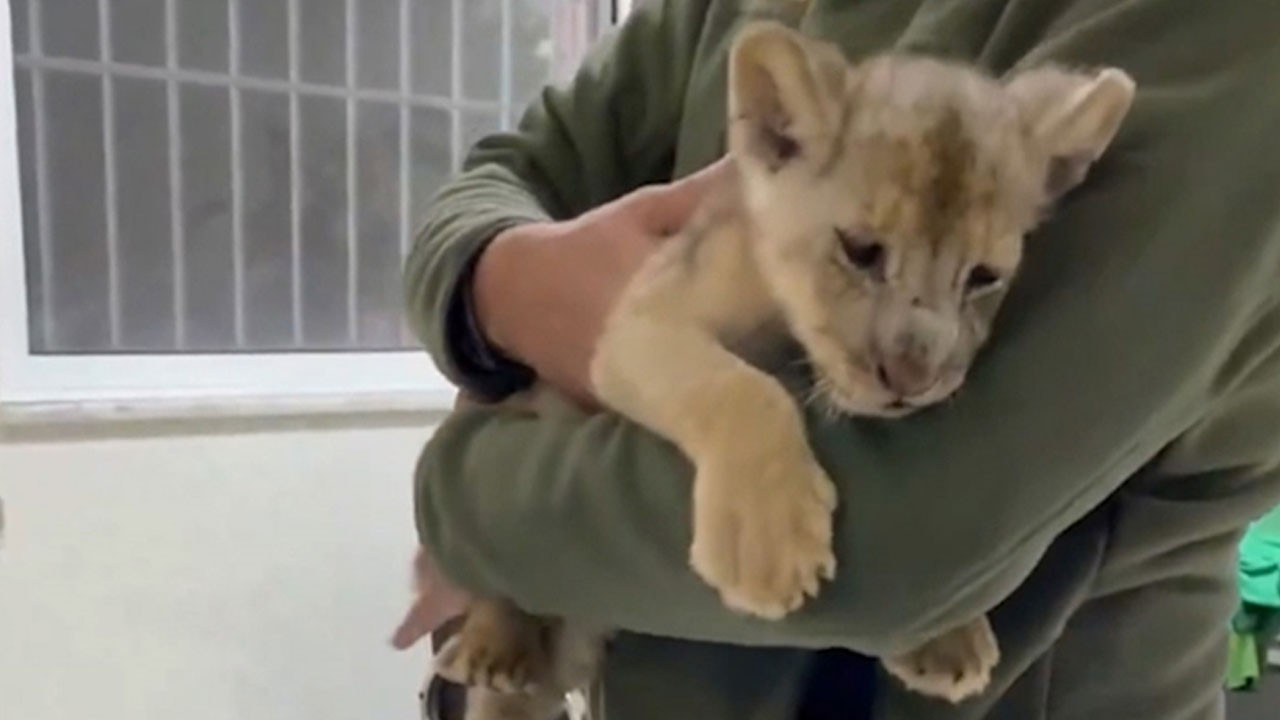 Bakanlık açıkladı: 35 günlük Afrika aslanı ele geçirildi