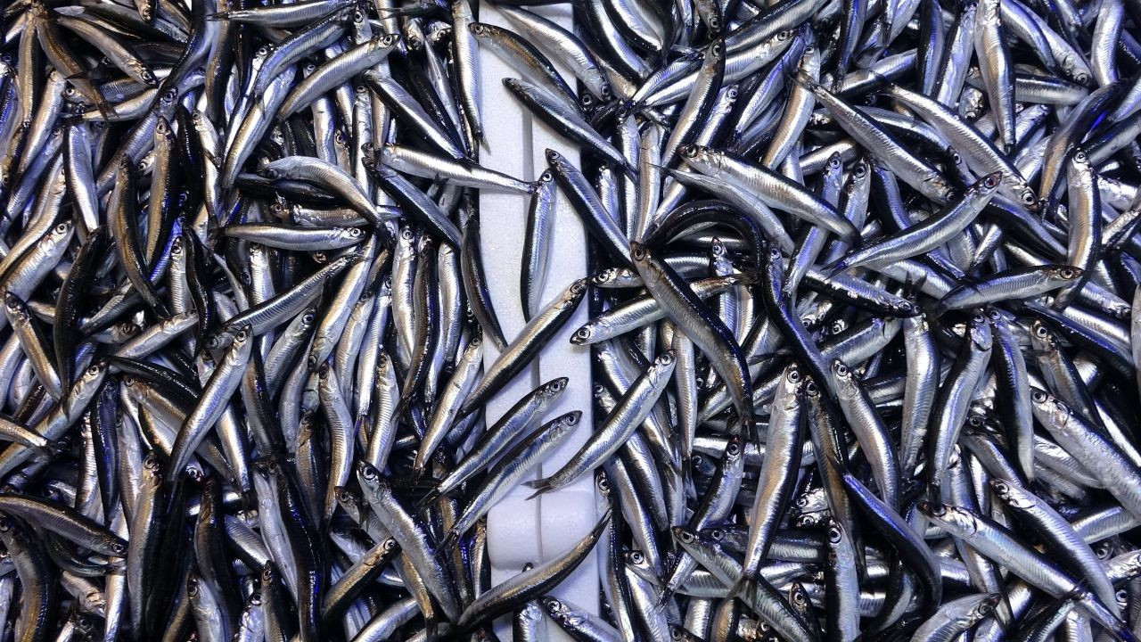 Hamside boy engeli: Bolluk ihracata yansımadı!