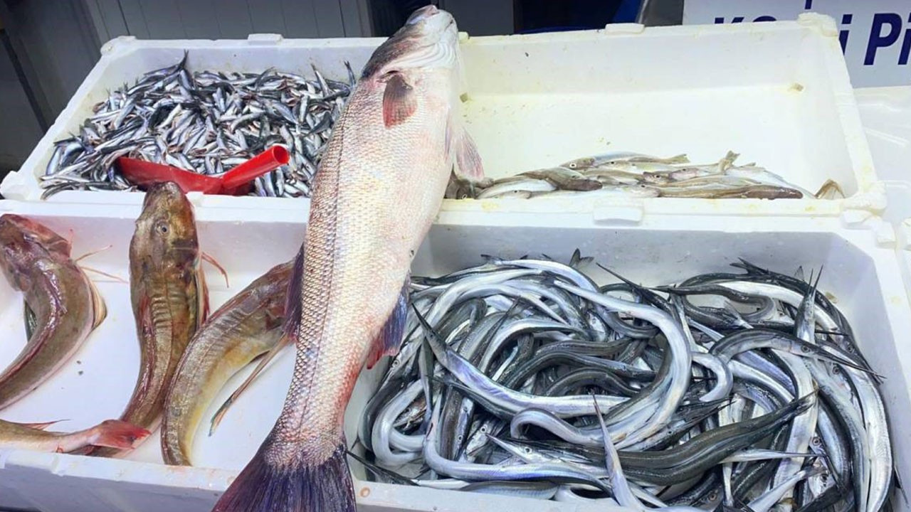 Sinop’ta oltayla yakalanan dev levrek 9 bin liraya satıldı