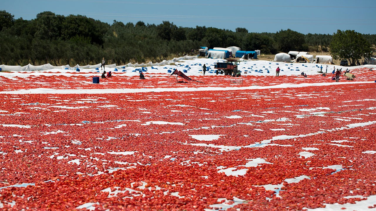 Kuru domateste dünya ikinciliği: 200 milyon dolarlık ihracat potansiyeli