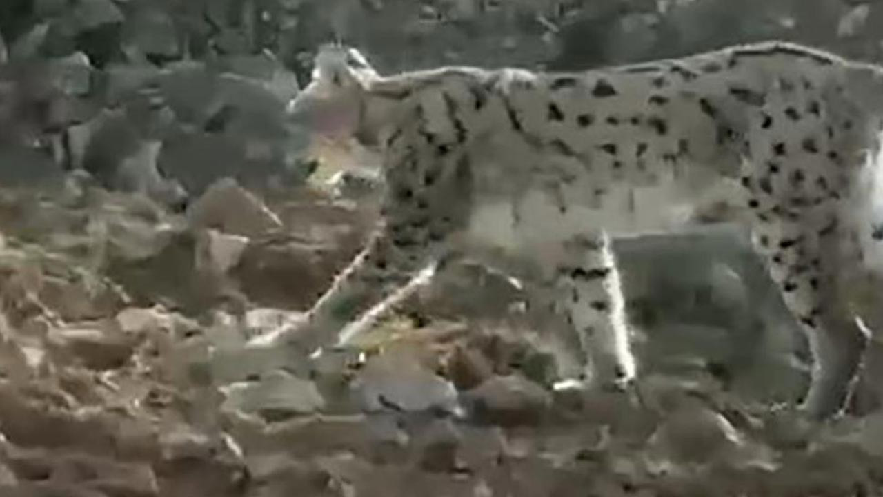 Nesli tükenme tehlikesinde olan vaşak Hakkari'de görüntülendi