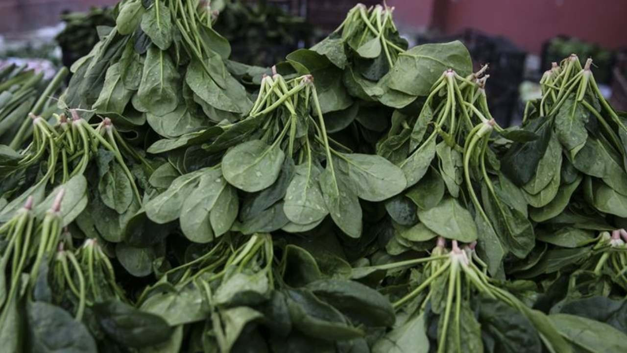 Ispanak sanıp yediler, ölümün eşiğine geldiler: Aynı aileden 11 kişi zehirlendi