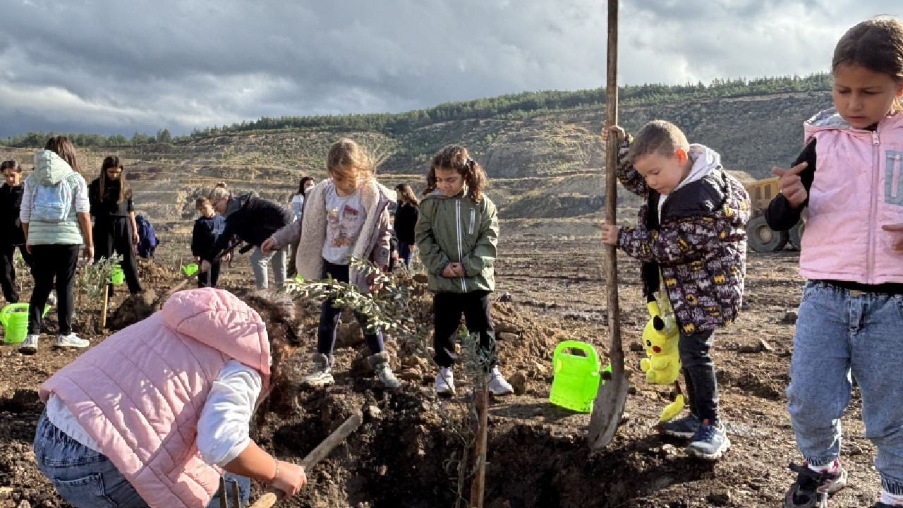 Türkiye’nin en büyük maden sahasında zeytin ağaçları toprakla buluştu