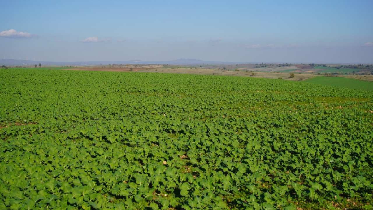 Kanola üreticisini sevindiren yağmur
