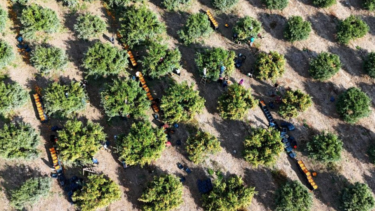 Tarım işçilerinin grevi fiyatları geriletti: Sudan ucuz hale geldi!