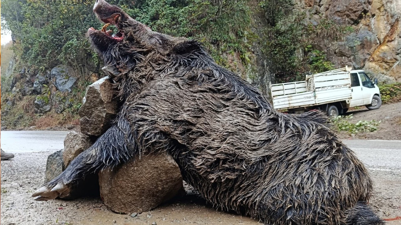 Görenler şoke oldu! Tam 300 kilo...