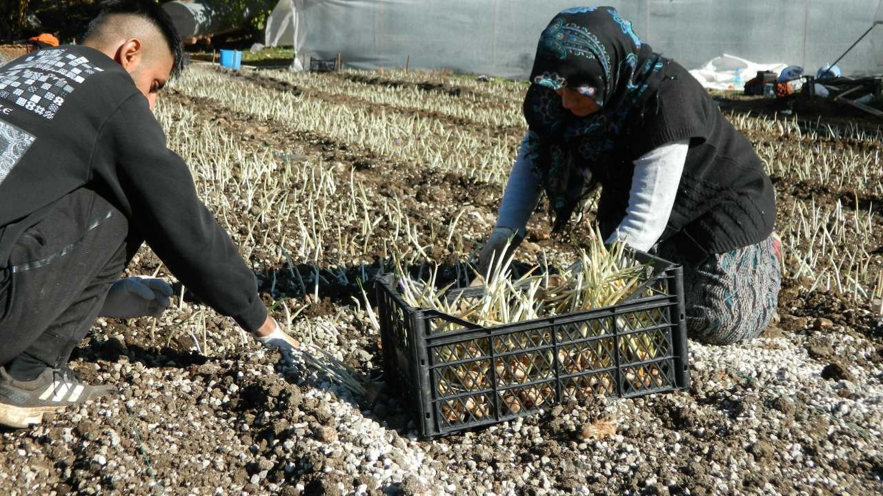 Hem su istemiyor hem yok satıyor! Çiftçiyi kurtaran bitki