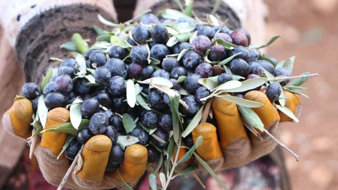 Marmarabirlik, üreticilere 761 milyon lira ödeme yapacak