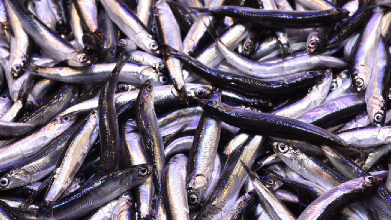 Türkiye'den en çok hamsi alan üç ülke belli oldu