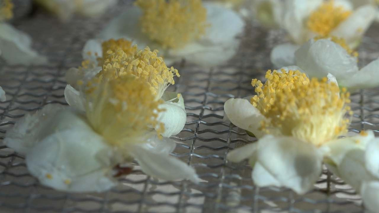 Çayın yeni ürünü ‘çay çiçeği çayı