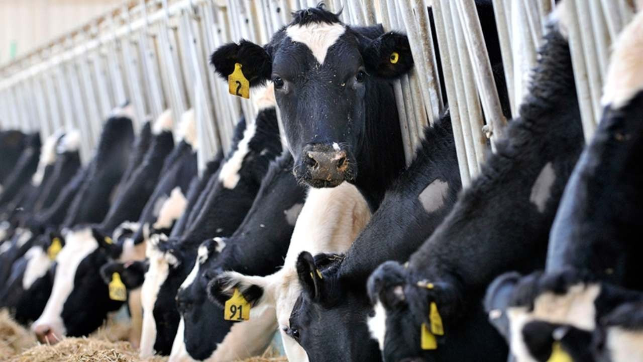 Şap sonrası üretici dar boğazda: Süt fiyatları güncellenmezse işletmeler tek tek kapanacak