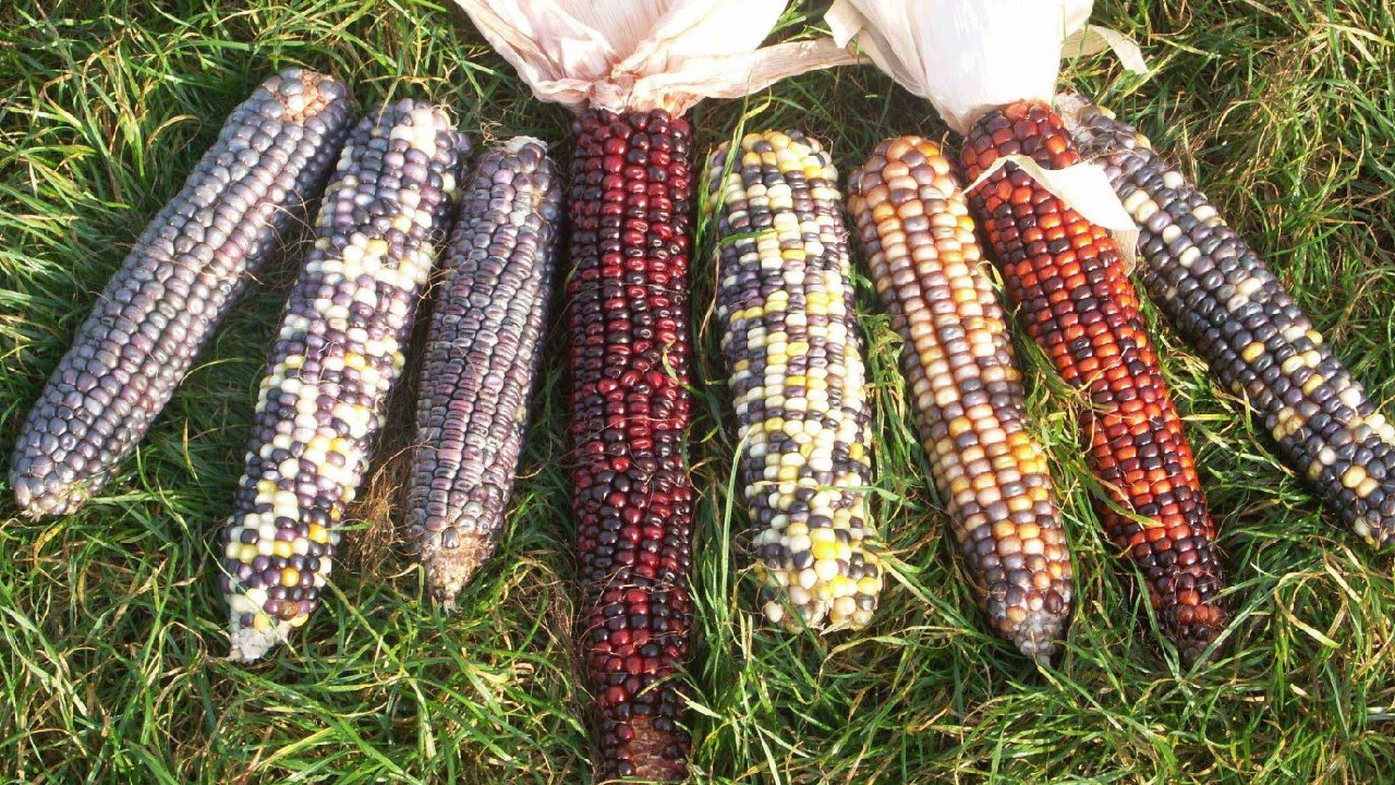 AB’den yeni nesil genetiği düzenlenmiş bitkilere yeşil ışık